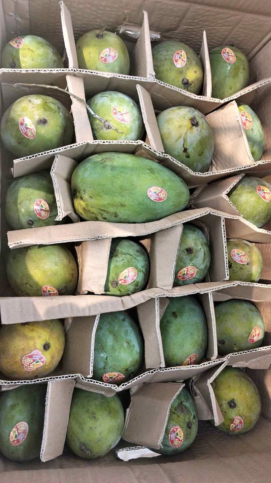 Mangga alpukat segar fresh