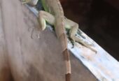 Hewan peliharaan iguana green jantan
