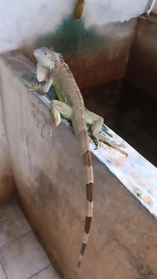 Hewan peliharaan iguana green jantan