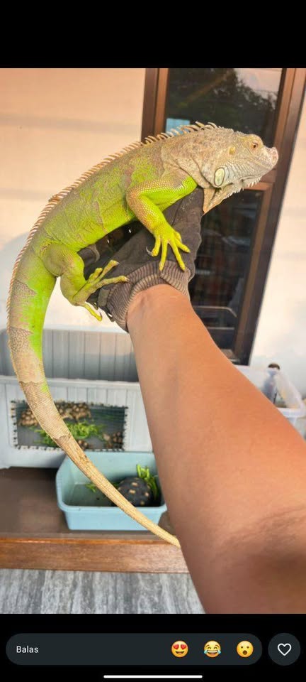 Hewan peliharaan iguana green jantan