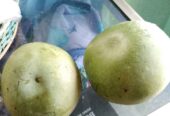 Mangga apel gasan mencok jaminan segar
