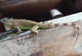 Hewan peliharaan iguana green jantan