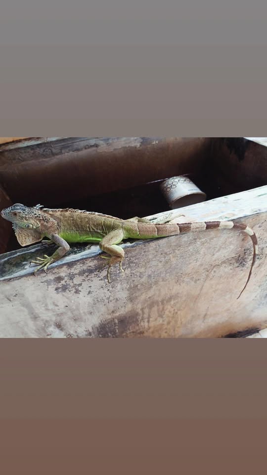 Hewan peliharaan iguana green jantan