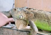 Hewan peliharaan iguana green jantan
