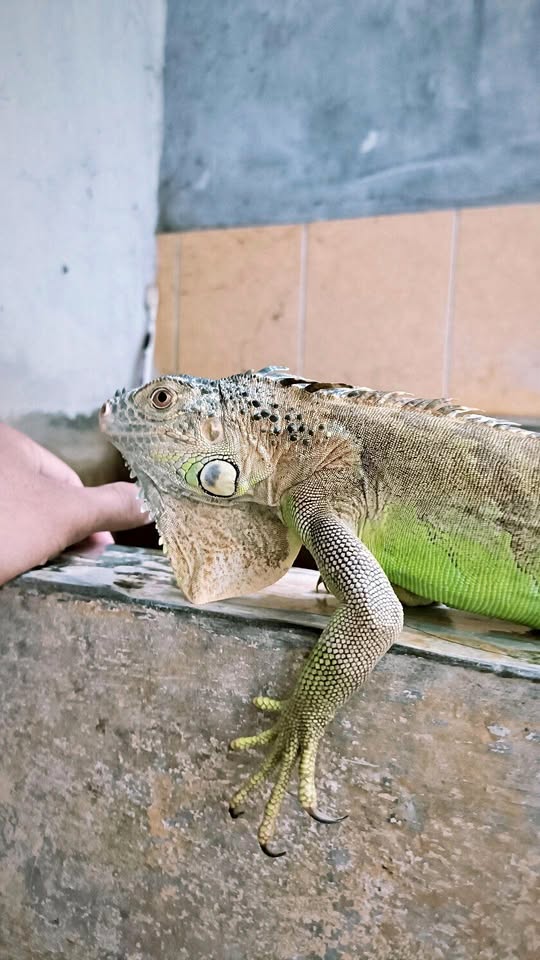 Hewan peliharaan iguana green jantan