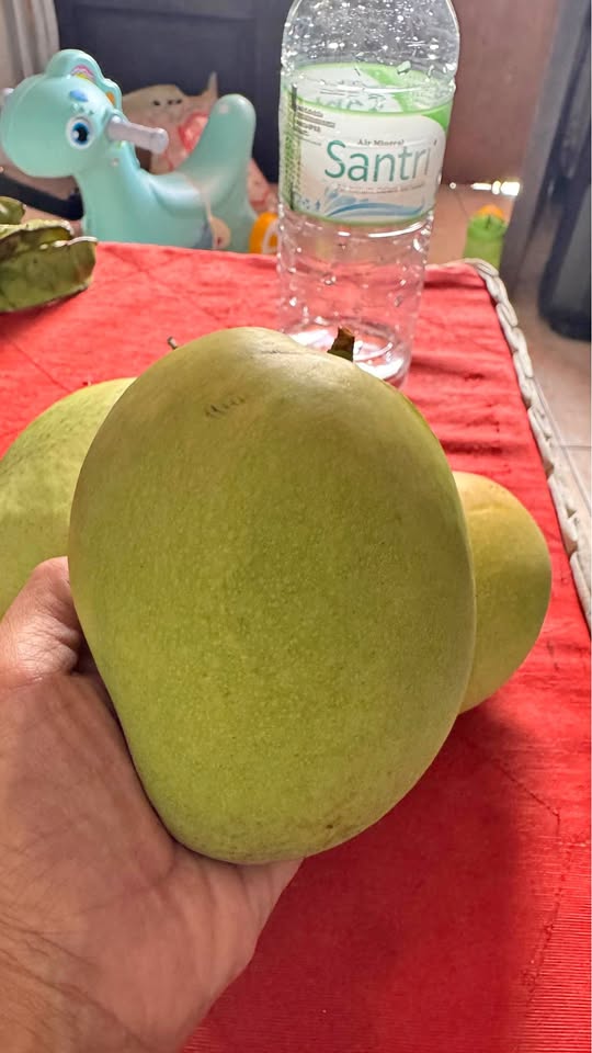 Mangga jumbo fresh baru petik
