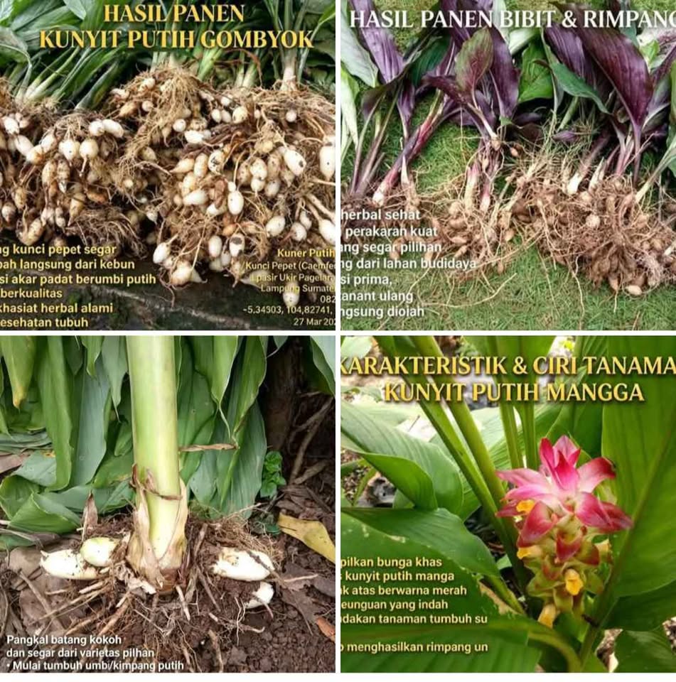 Kunyit putih segar bisa di pilih biang, utuh atau buah