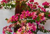 Ready bugenvile estetik beberapa warna