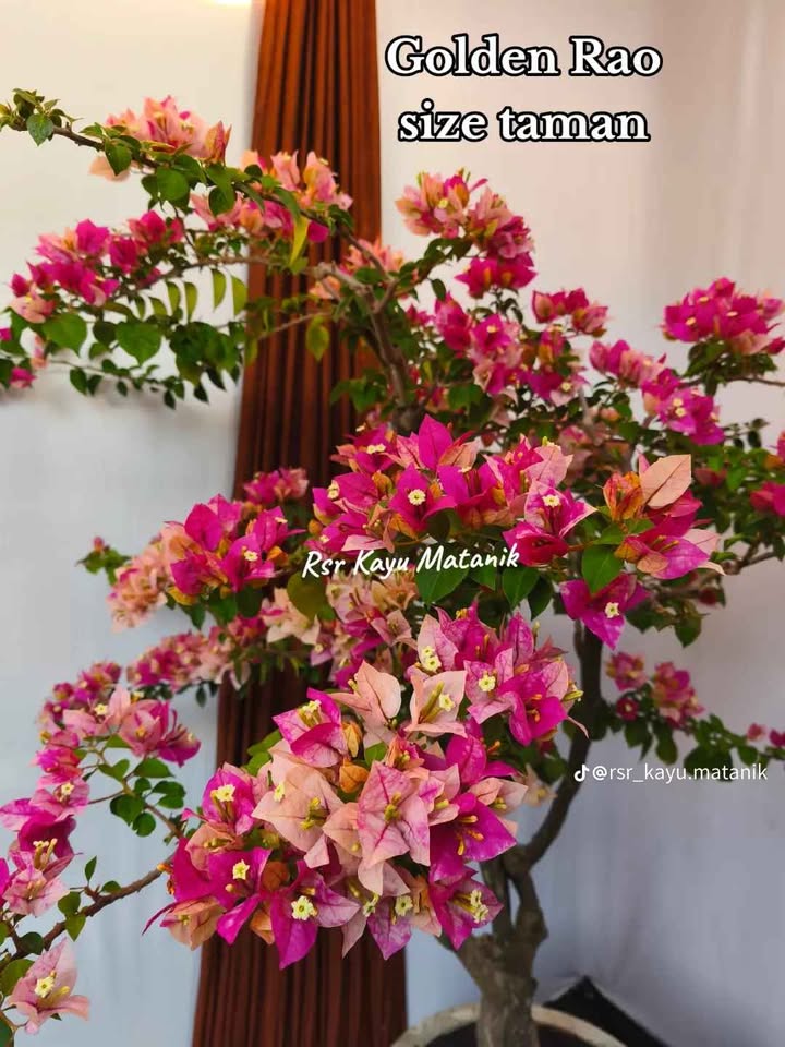 Ready bugenvile estetik beberapa warna