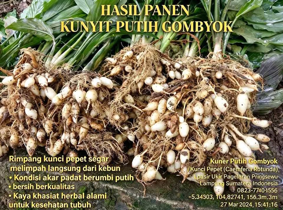 Kunyit putih segar bisa di pilih biang, utuh atau buah
