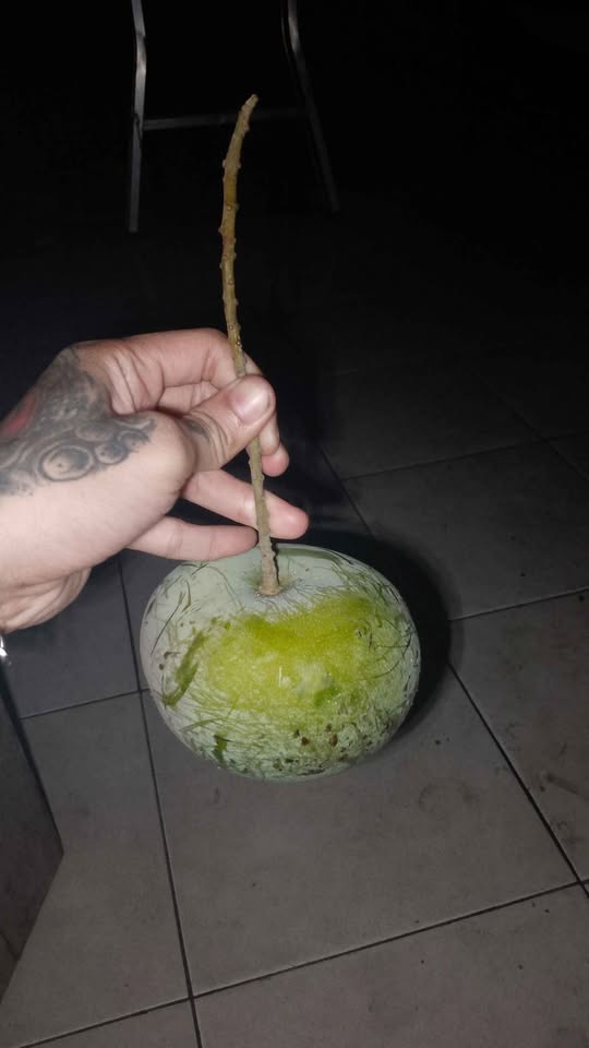 Mangga apel gasan mencok jaminan segar