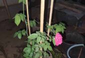 Tanaman pohon bunga mawar pink