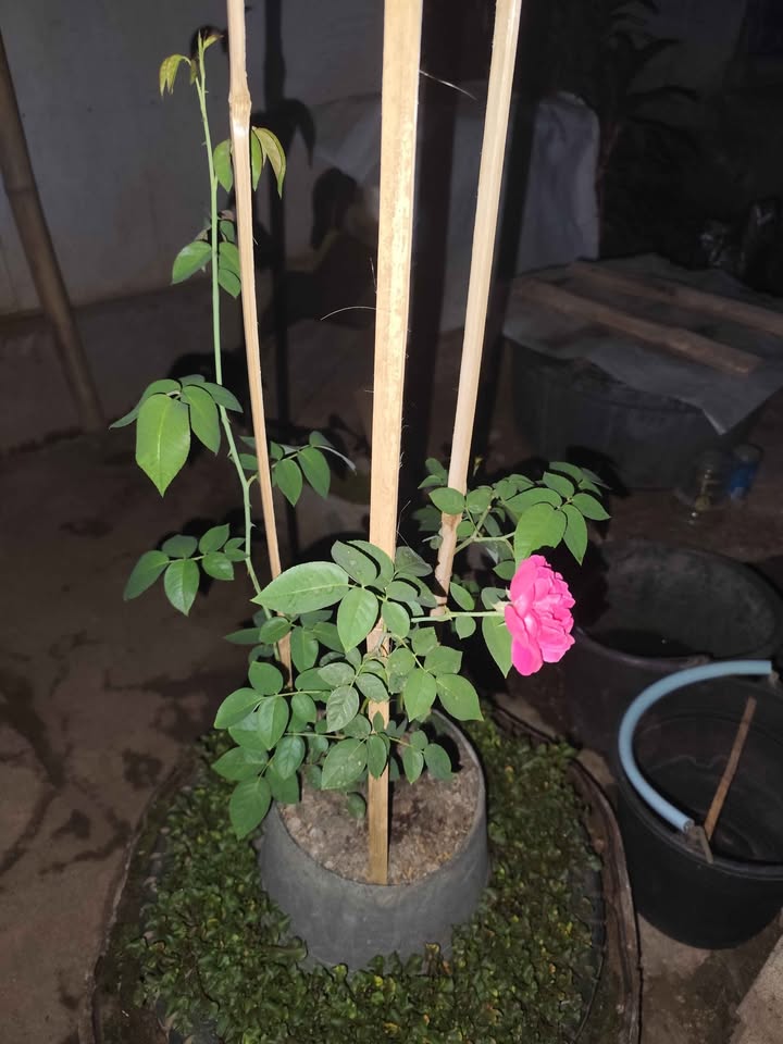 Tanaman pohon bunga mawar pink