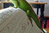 Open adopsi iguana jaksel