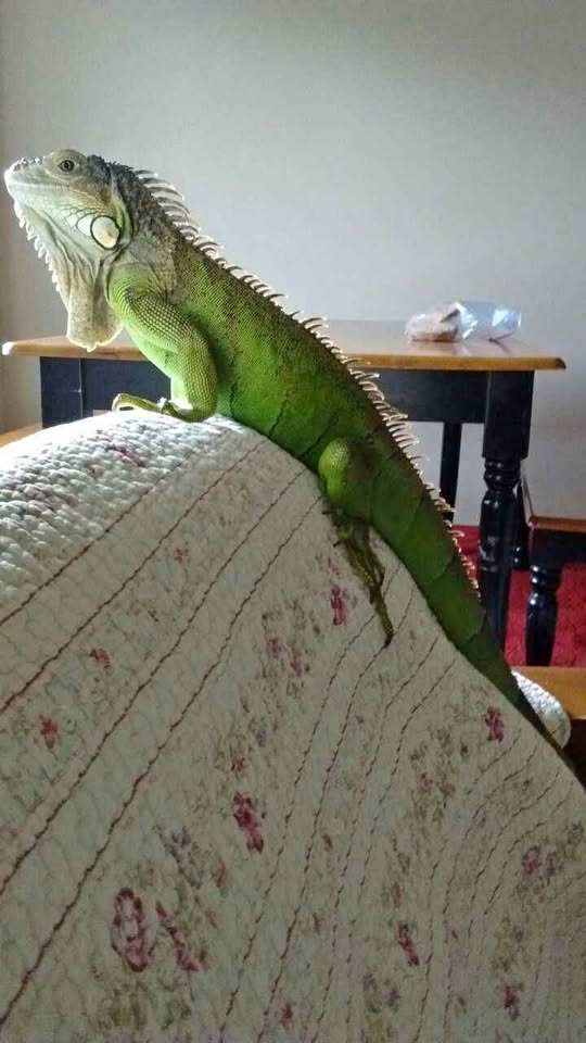 Open adopsi iguana jaksel