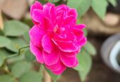 Tanaman pohon bunga mawar pink