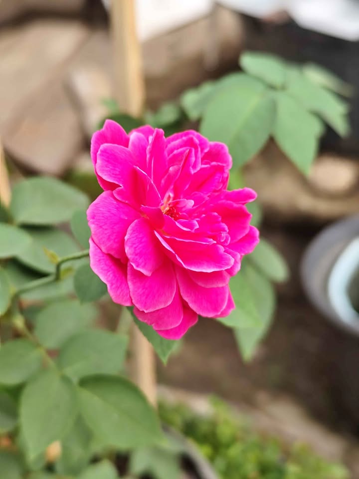 Tanaman pohon bunga mawar pink