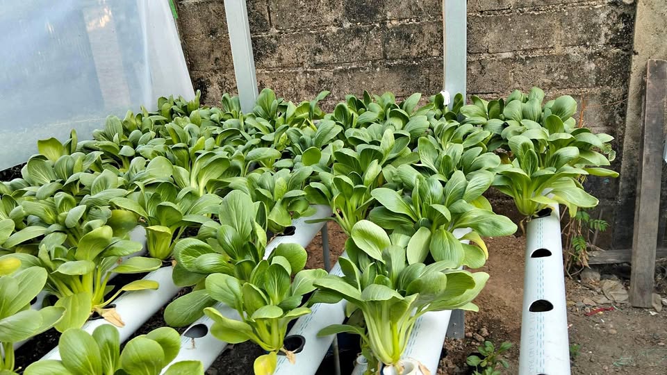 Sayur pokcoy fresh baru petik