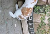 Kelinci Rex Jantan 6 bulan