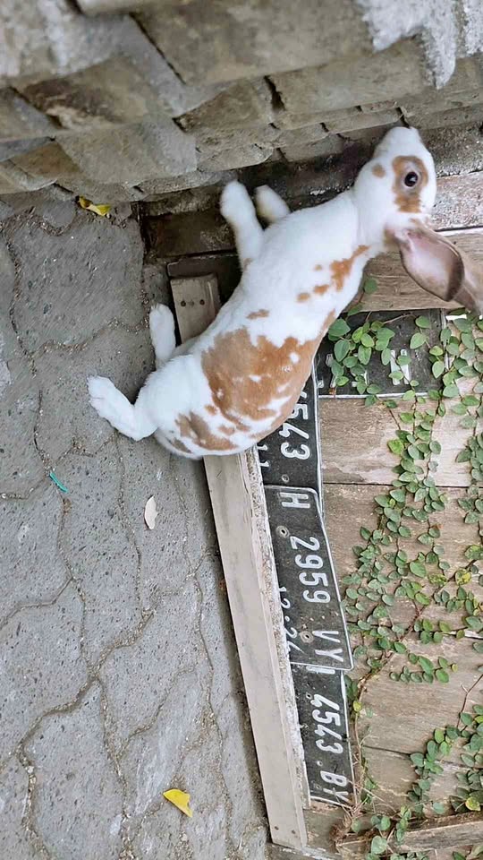 Kelinci Rex Jantan 6 bulan