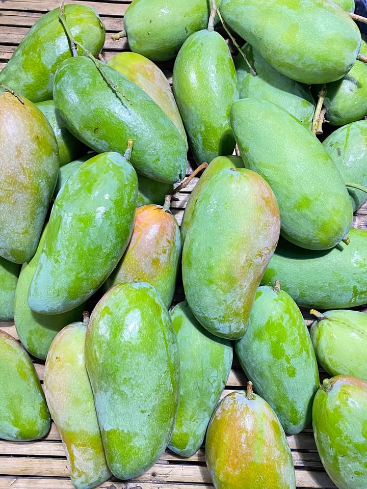 Mangga kiojay fresh kres manis