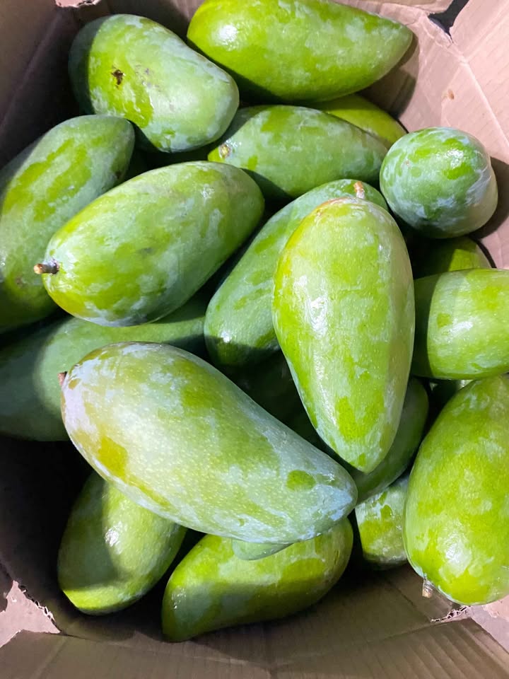 Mangga kiojay fresh kres manis