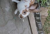 Kelinci Rex Jantan 6 bulan