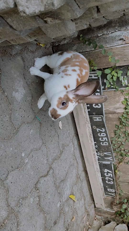 Kelinci Rex Jantan 6 bulan