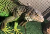Open adopsi iguana jaksel