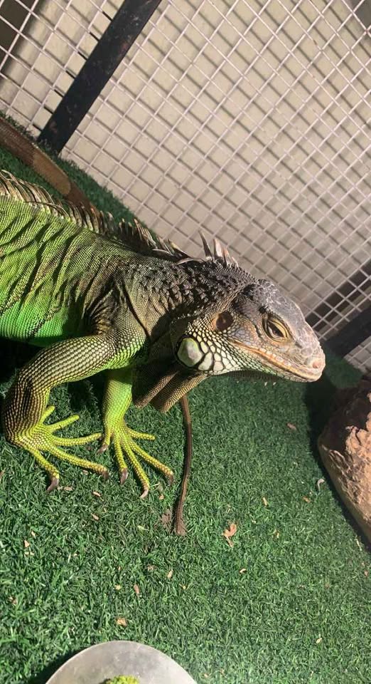 Open adopsi iguana jaksel