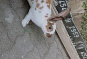 Kelinci Rex Jantan 6 bulan