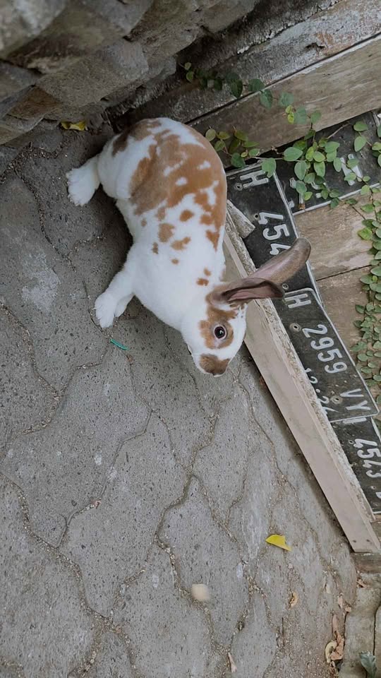 Kelinci Rex Jantan 6 bulan