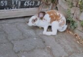 Kelinci Rex Jantan 6 bulan