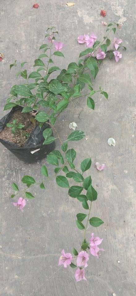 Pohon bunga bugenvile mini