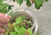 Pohon bunga bugenvile mini