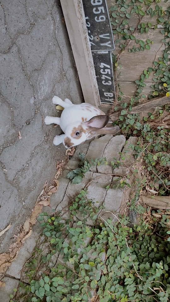 Kelinci Rex Jantan 6 bulan