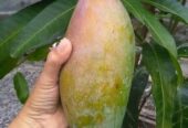 Bibit Mangga Hasil Okulasi