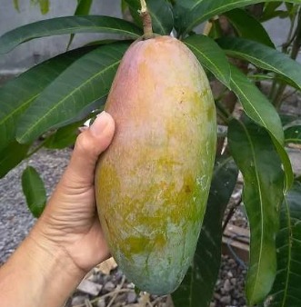 Bibit Mangga Hasil Okulasi
