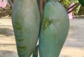 Bibit Mangga Hasil Okulasi